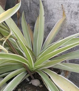 Spider Plant And Aparajhita Seeds