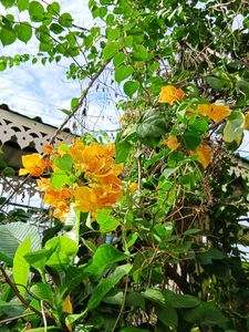 Yellow Bougainvillea Cutting Sapling