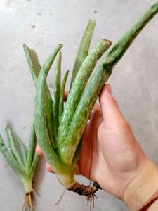 Aloevera Plant