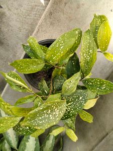 Indoor Plants Collection