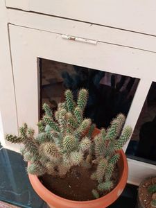 Cactus Plants