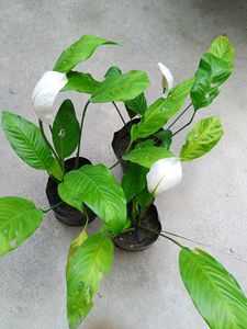 Three Peace Lily With Flowers