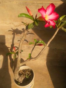 Adenium Desrt Rose Permanent Flowering Plant