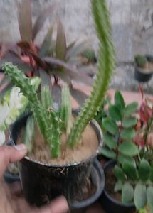 flowering Cactus Plant