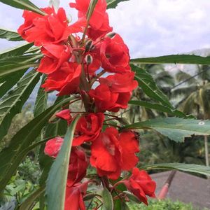Balsam Flower Seeds Red ♥️