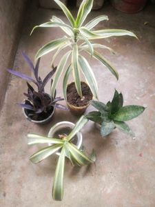 Combo Of 4 Type Mix Nd Match Showing Plant