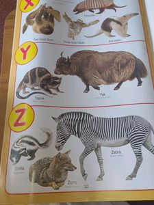 Animal Pictionary