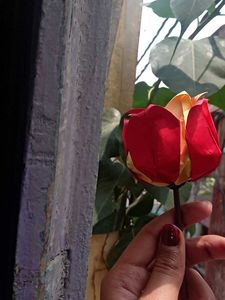 Paper Rose 🌹