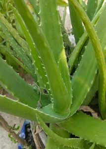 Healthy Baby Aloe Vera Saplings