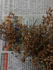 Tulsi Seeds For Plant
