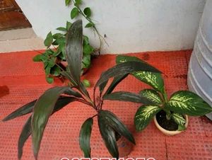 Set 3 Money &amp;.Dieffenbachia &amp; Red Areca Plant
