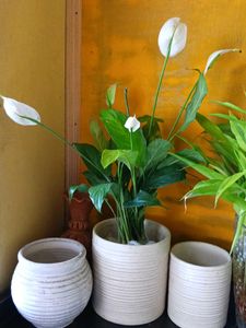 Piece Lily with Flowers