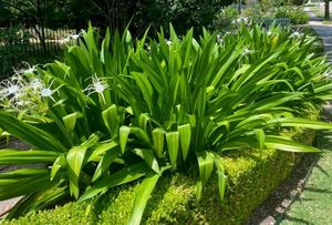 Spider Lilly Bulb Of 4 , And 4 Pots 3&#34; ; Rainy Season Flower With Mild Scented