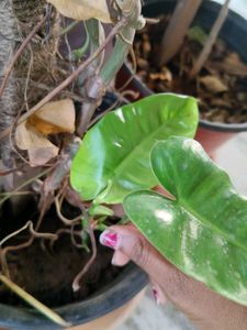 2 Plant Combo