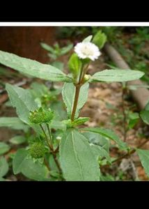 Price Starting15 Rs.plant Combo