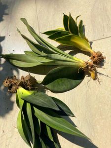 Snake plants (Sansevieria)