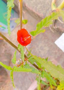 Orange Flower Seeds