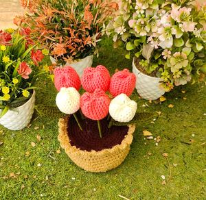 6 Tulip With Pot And Leafs