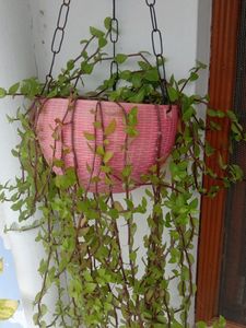 Turtle Vine Cuttings