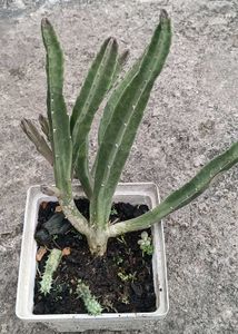 Maroon Cup Succulent