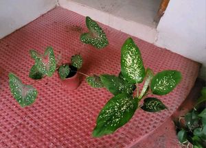 Set 2 Dieffenbchi &amp; Calcium Biclor Plants