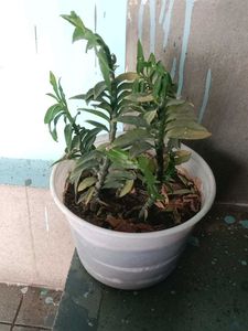 Original Plant