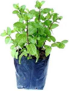 Pudina Plant Potted