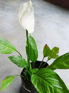 Peace Lily With Flowers