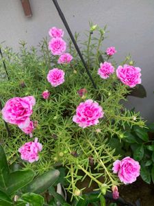 Combo Of Portulaca