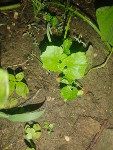 Karela Seeds/Bitter Guard/Blood Purifier 100%germinated With Prove...