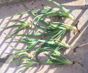 Aloe Vera Plant