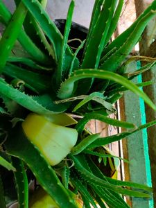 Alovera Live Plants