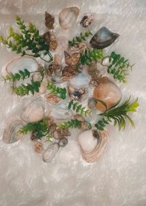 Sea Shells For Aquarium Or Decoration