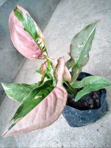 Posted 4 Buyer