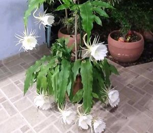 Pot Stand 2 With 1 Brahmkamal plant