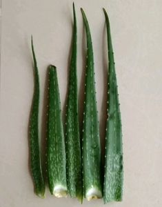 Alovera Leaves Set Of 5
