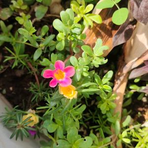8 Colour Combo Portulaca