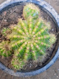 cactus plant