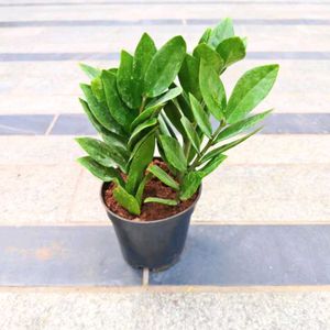 ZZ Plant