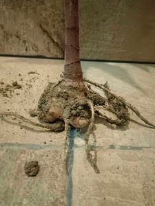 Insulin Plant With Bulb