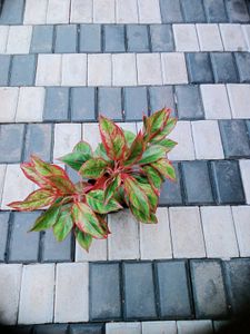 10 Live Root Plants