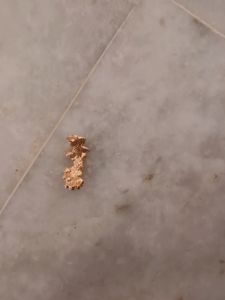 Stud Earrings