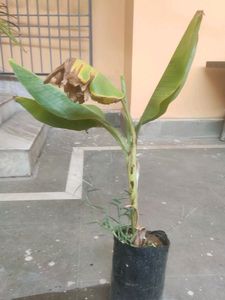 Live Hybrid Banana Plant
