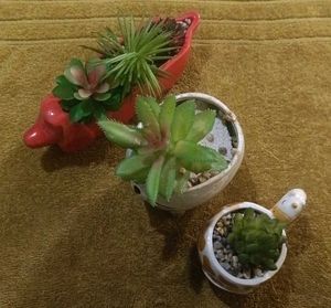 3-Pcs Combo Cute Artificial Succulent Set