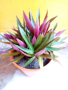 10+2 Healthy Plants! Exclusive Plant Lover’s Combo