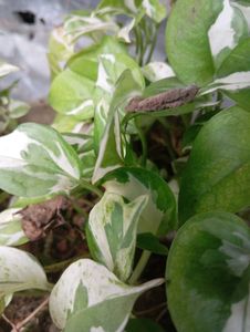 Hanging Pothos Plant