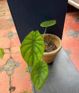 Caladium Combo