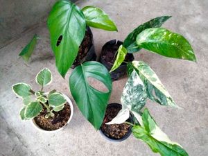 Assorted Plants