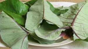 Barmarakas Plant