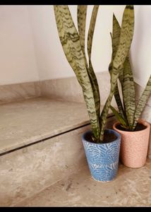 Plants Combo